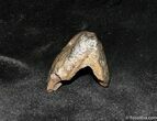 Triceratops Tooth With Partial Root #1130-2